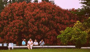 Zakir Hussain Rose Garden
